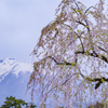 弘前城公園・岩木山を望む