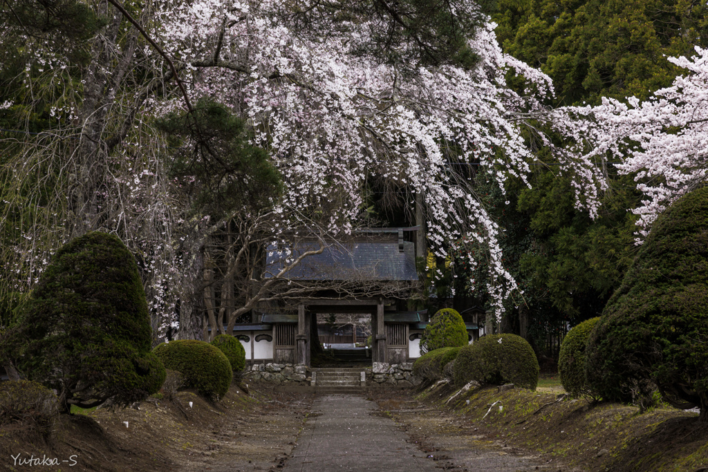 古刹の桜Ⅱ