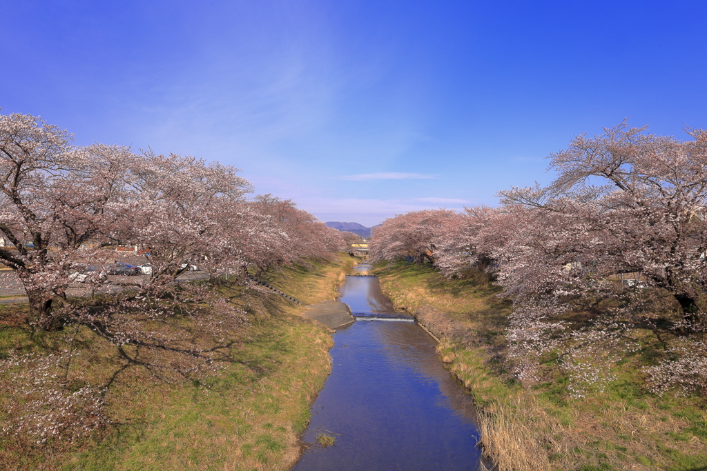 藤田川の桜並木Ⅲ