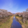 藤田川の桜並木Ⅲ