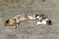 陽だまりでごろり