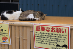 猫の島・田代島にてⅣ