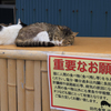 猫の島・田代島にてⅣ