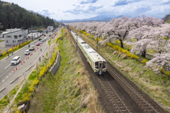 桜並木とお花見列車