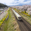 桜並木とお花見列車