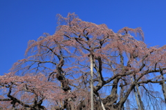 滝桜艶やか