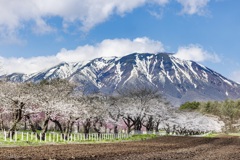 残雪を背に