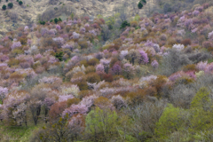 桜花の群れ