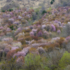 桜花の群れ