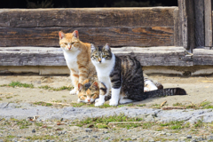 よそ者が来たニャ