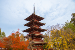 最勝院五重塔