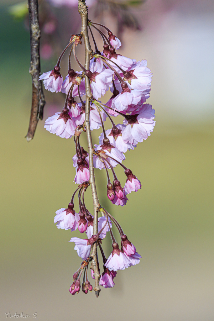枝垂れ桜
