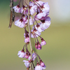 枝垂れ桜