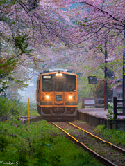 桜の隧道