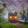 桜の隧道