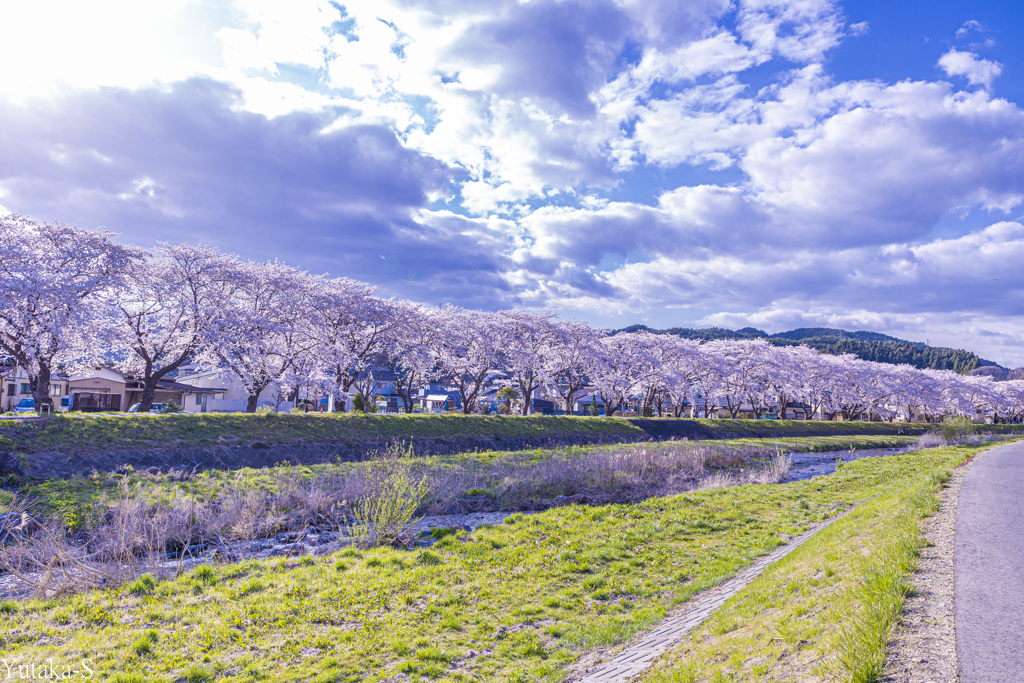 立根川の春
