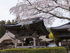 鐘楼の桜