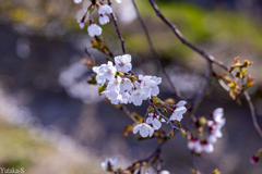 桜日和の午後Ⅱ