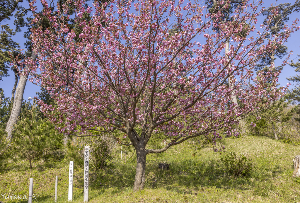 御誕生記念の桜