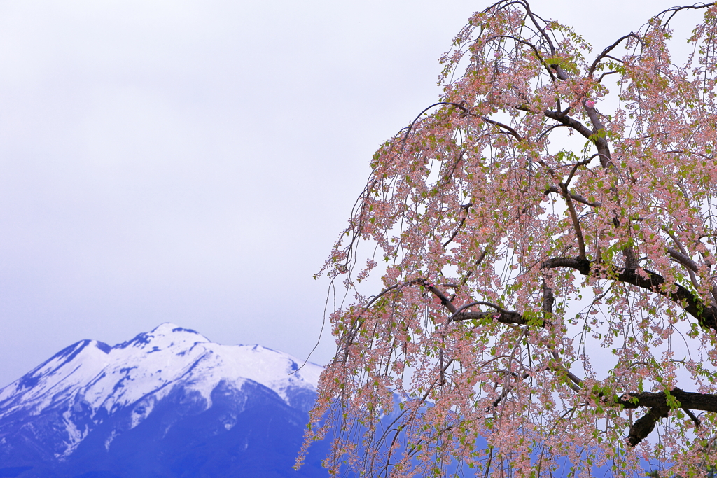 桜と岩木山