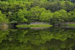 緑恋う
