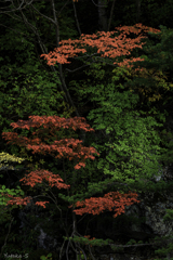 紅と翠