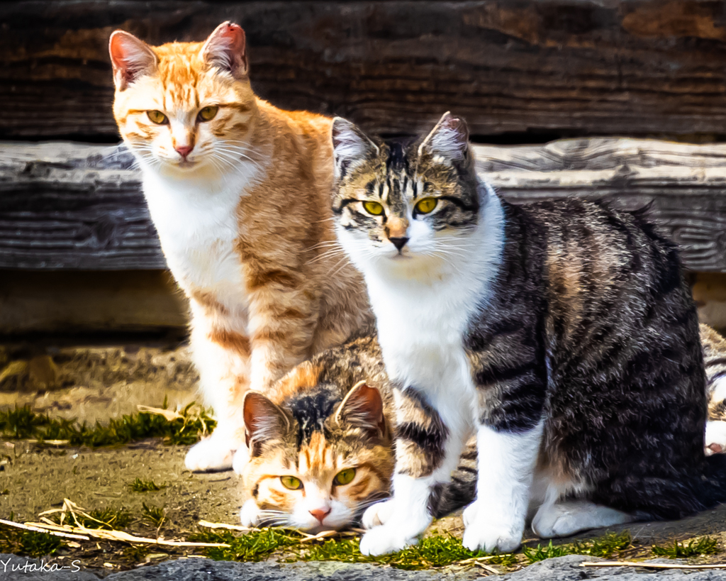 三匹の猫