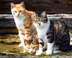 三匹の猫