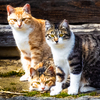 三匹の猫