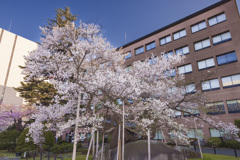 盛岡散歩：石割桜