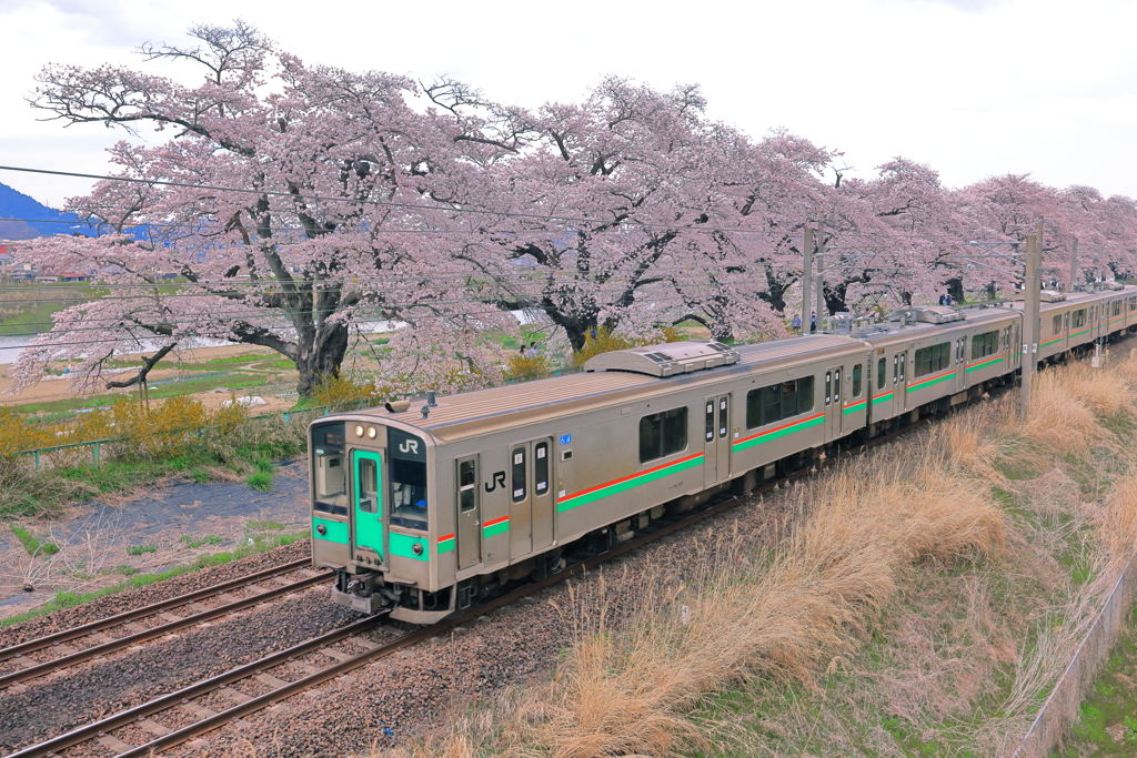 お花見列車