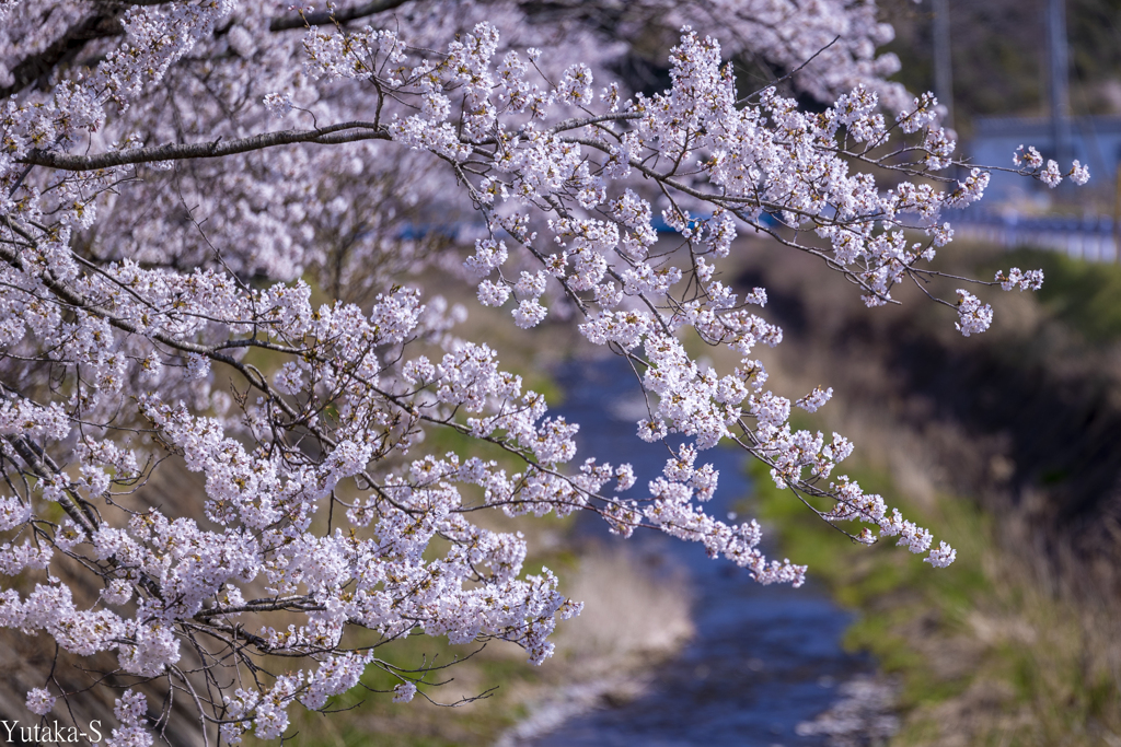 桜日和の午後