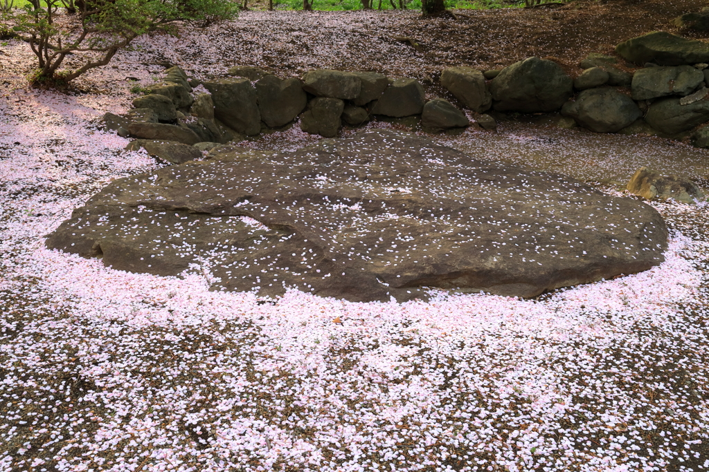 桜の海に