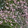桜前線北上中
