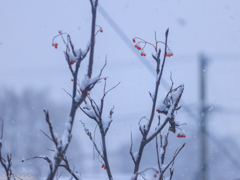 本格的に降ってきた