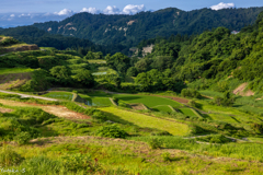 四ケ村の棚田