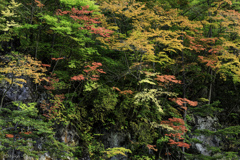 岩壁を彩る