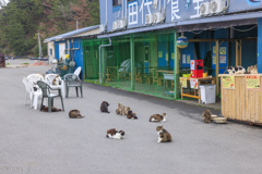 猫の島・田代島にてⅩ