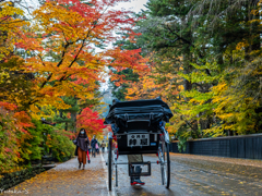 角館紅葉散歩Ⅲ