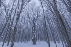 雪中のマザーツリー