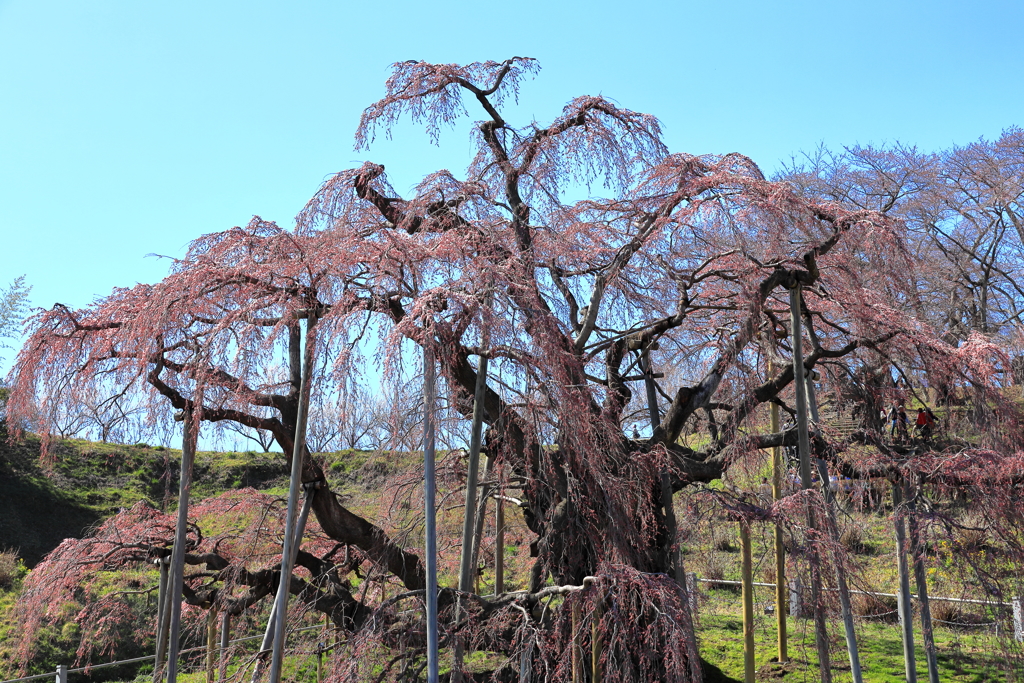三春滝桜艶姿