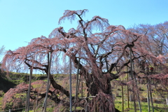 三春滝桜艶姿