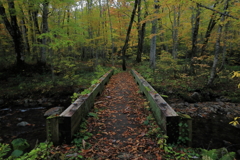 森の小橋