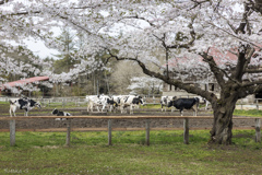 長閑な時を感じ