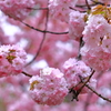 八重の桜