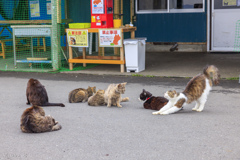 猫の島・田代島にてⅨ