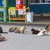 猫の島・田代島にてⅨ