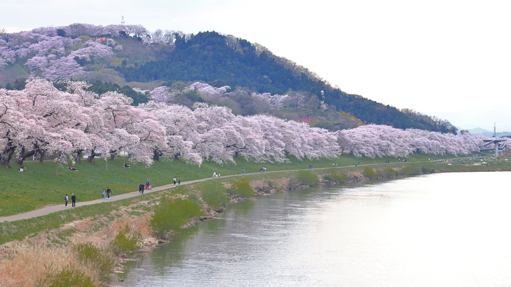 白石川・一目千本桜