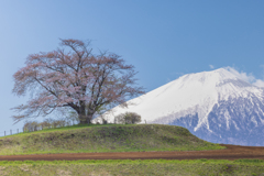 残雪を背にⅡ