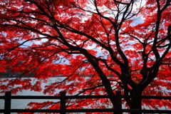 紅眩